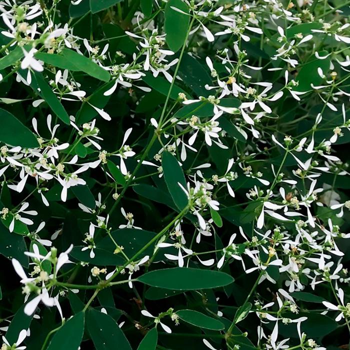 Euphoric™ White Imp. - Euphorbia hypericifolia (Spurge) from Robinson Florists