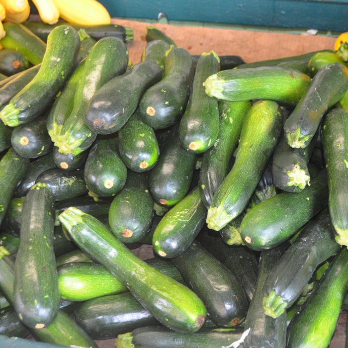 Zucchini Squash - Cucurbita pepo from Robinson Florists