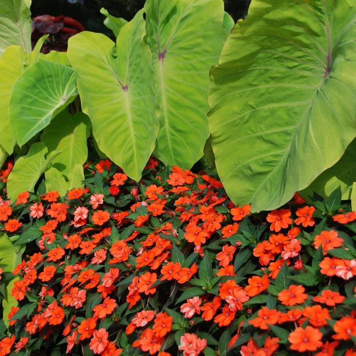 SunPatiens® Orange - Impatiens from Robinson Florists