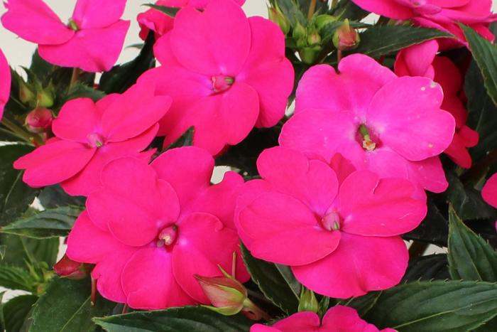 SunPatiens® Rose Pink - Impatiens from Robinson Florists