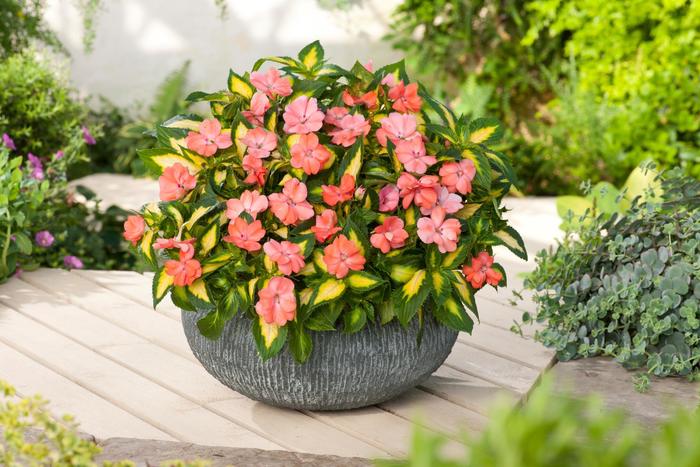 SunPatiens® Salmon - Impatiens from Robinson Florists