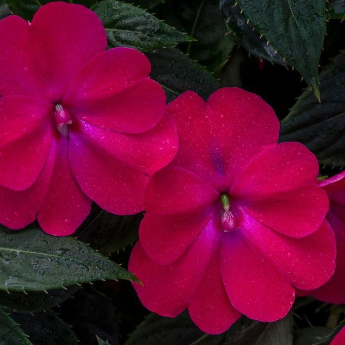 SunPatiens® Rose Glow - Impatiens from Robinson Florists