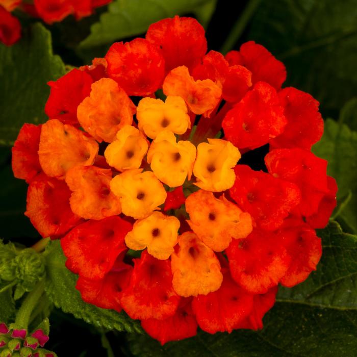 Lantana - Lantana camara from Robinson Florists