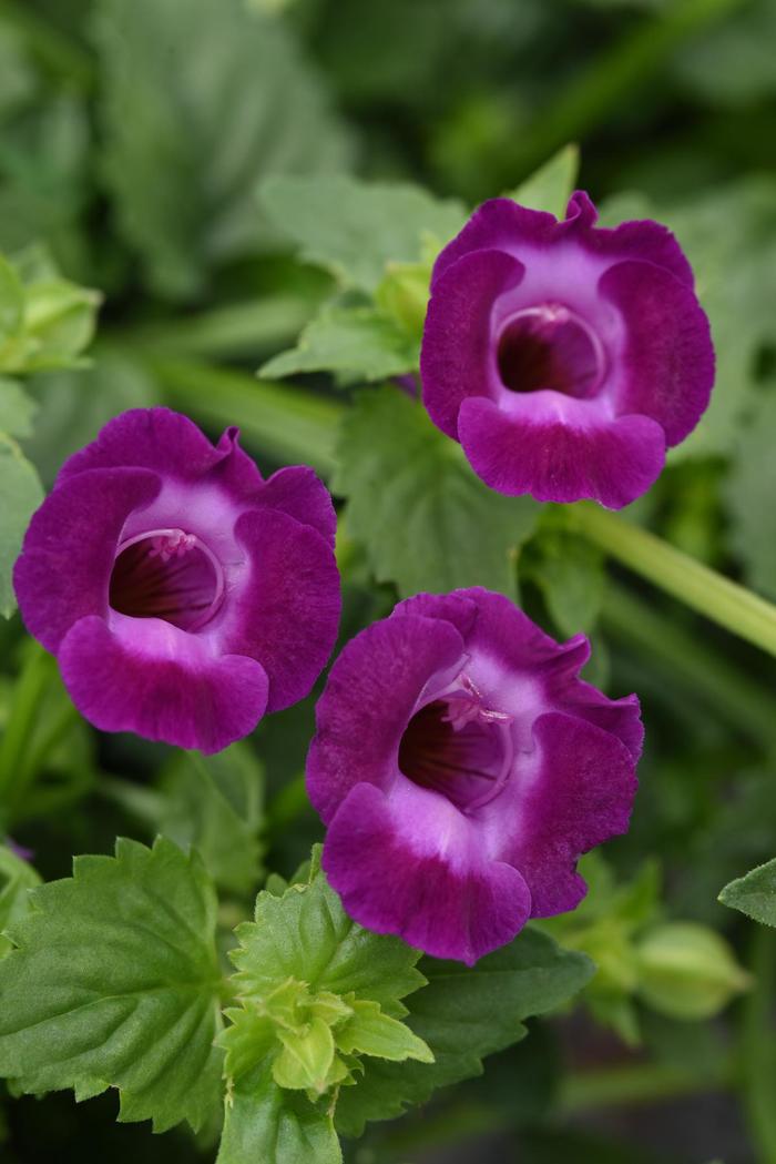 Summer Wave® ''Large Violet'' - Torenia (Wishbone Flower) from Robinson Florists