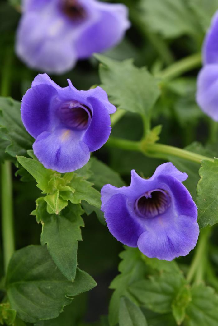 Summer Wave® 'Large Blue' - Torenia (Wishbone Flower) from Robinson Florists