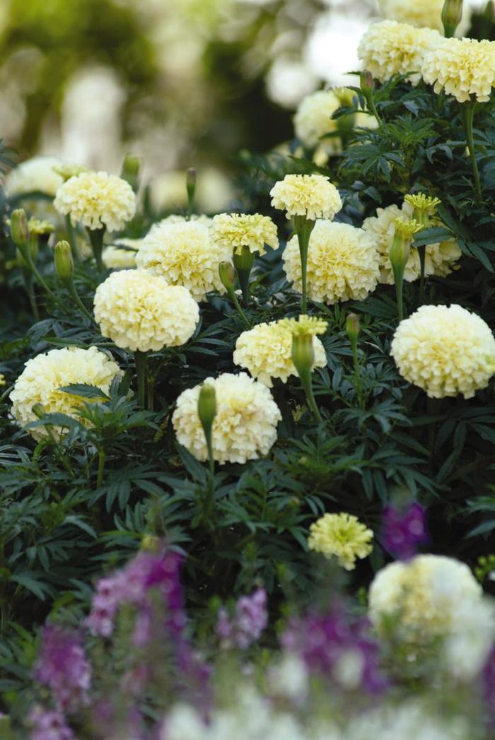 'Vanilla' African Marigold - Tagetes erecta from Robinson Florists