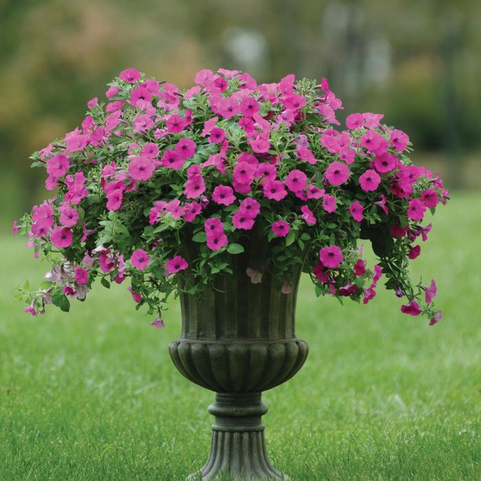 Shock Wave™ 'Purple' - Petunia from Robinson Florists