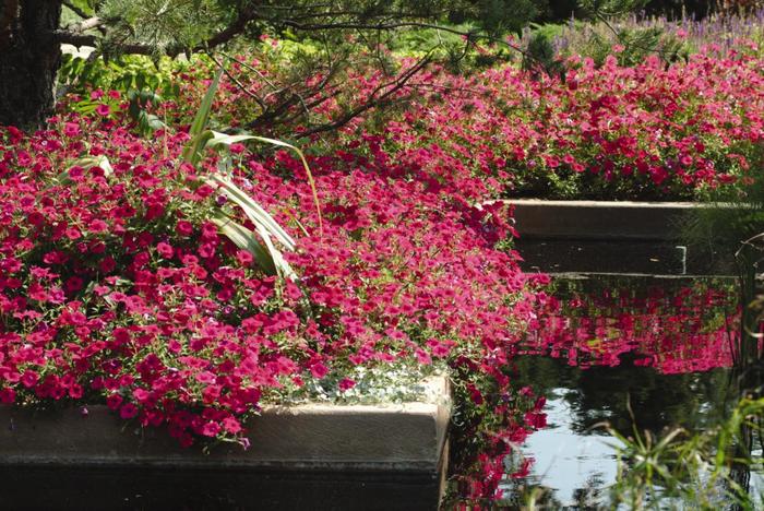 Tidal Wave® 'Cherry' - Petunia from Robinson Florists