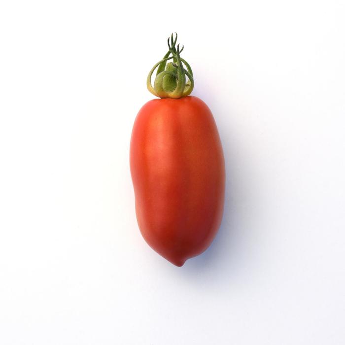 'San Marzano' Tomato - Lycopersicon esculentum from Robinson Florists