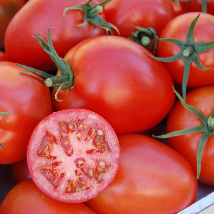 'Amish Paste' Tomato - Lycopersicon esculentum from Robinson Florists