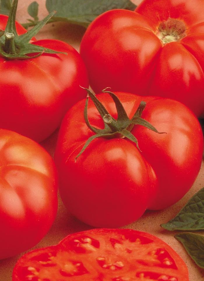 'Beefmaster' Tomato - Lycopersicon esculentum from Robinson Florists