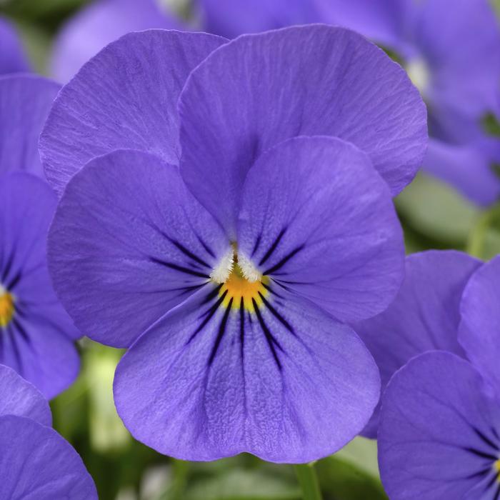 Penny™ Blue - Viola cornuta (Pansy) from Robinson Florists