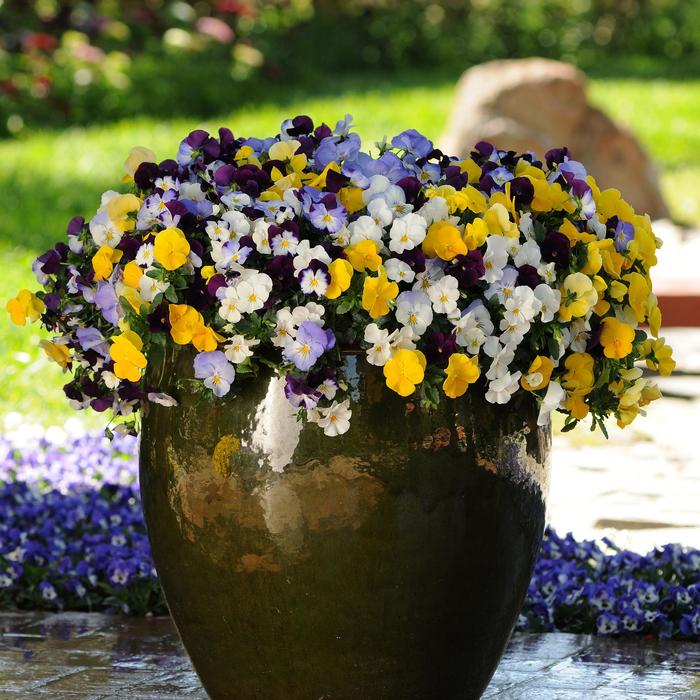 Cool Wave® Mix - Viola x wittrockiana (Pansy) from Robinson Florists