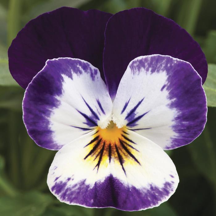 Penny™ 'Mickey' - Viola cornuta (Pansy) from Robinson Florists