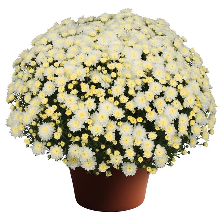 Garden Mum - Chrysanthemum x morifolium from Robinson Florists