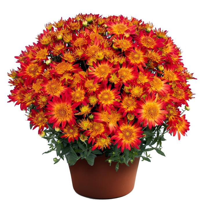 'Autumn Sunset™' Garden Mum - Chrysanthemum x morifolium from Robinson Florists