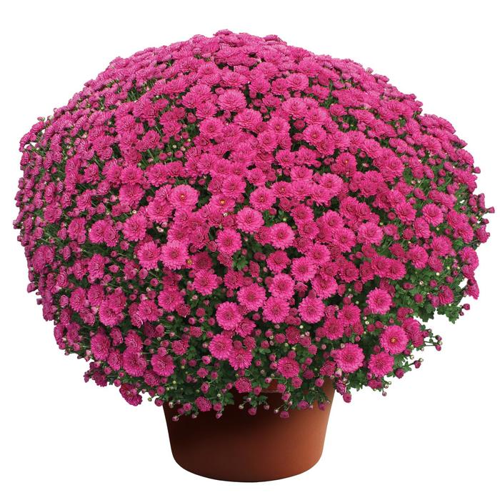 Danielle™ Purple - Chrysanthemum x morifolium (Garden Mum) from Robinson Florists