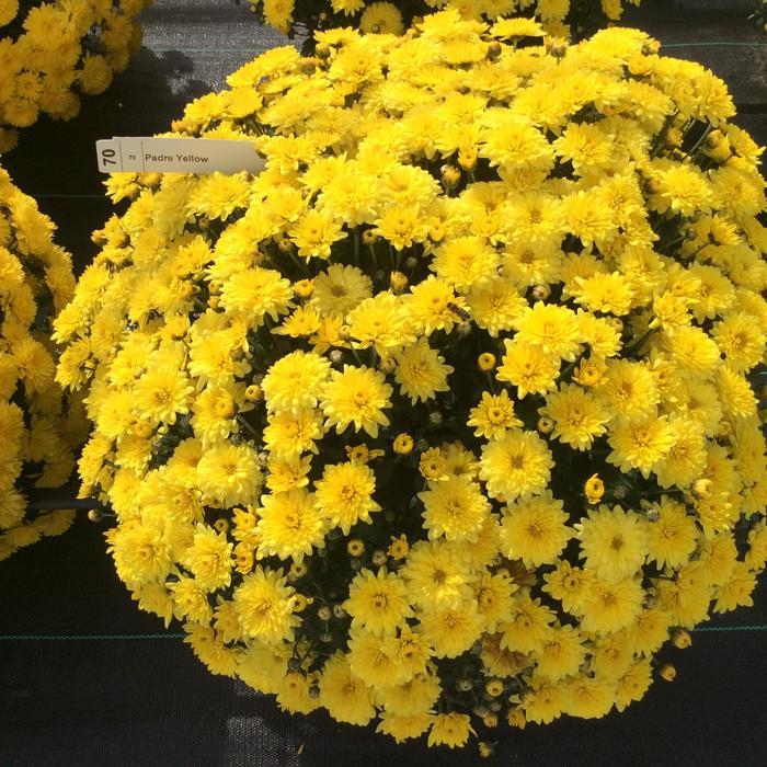 Belgian® 'Padre Yellow' - Chrysanthemum x morifolium (Mum) from Robinson Florists