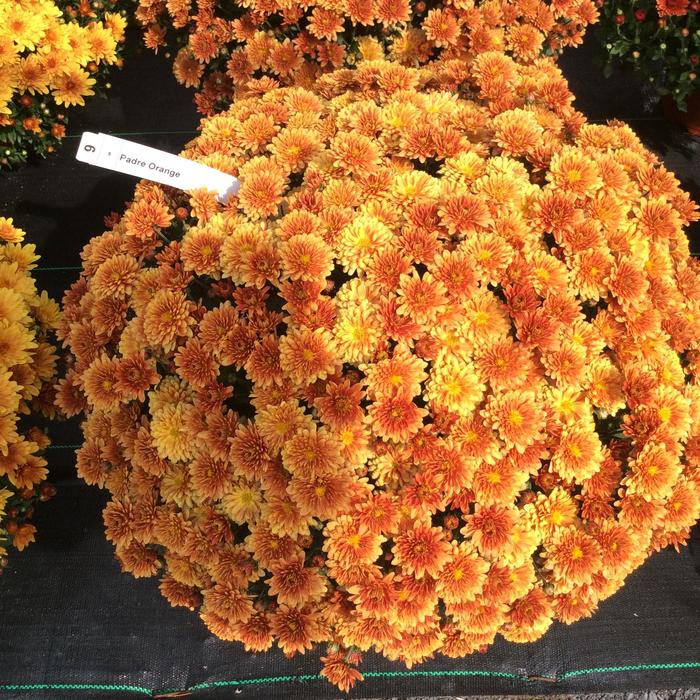 Belgian® 'Padre Orange' - Chrysanthemum x morifolium (Mum) from Robinson Florists