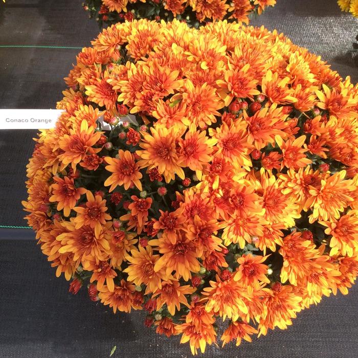 'Conaco Orange' Garden Mum - Chrysanthemum x morifolium from Robinson Florists