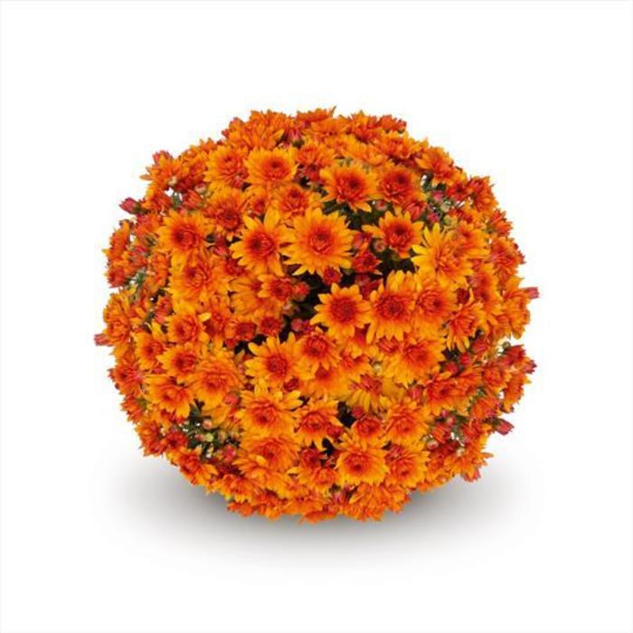 'Lava Red' Garden Mum - Chrysanthemum x morifolium from Robinson Florists