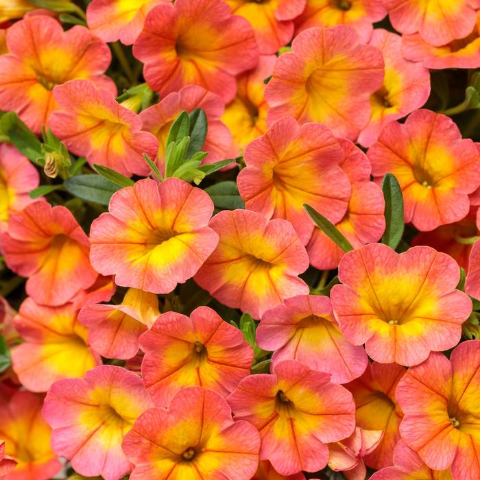 Superbells® 'Coral Sun' - Calibrachoa from Robinson Florists