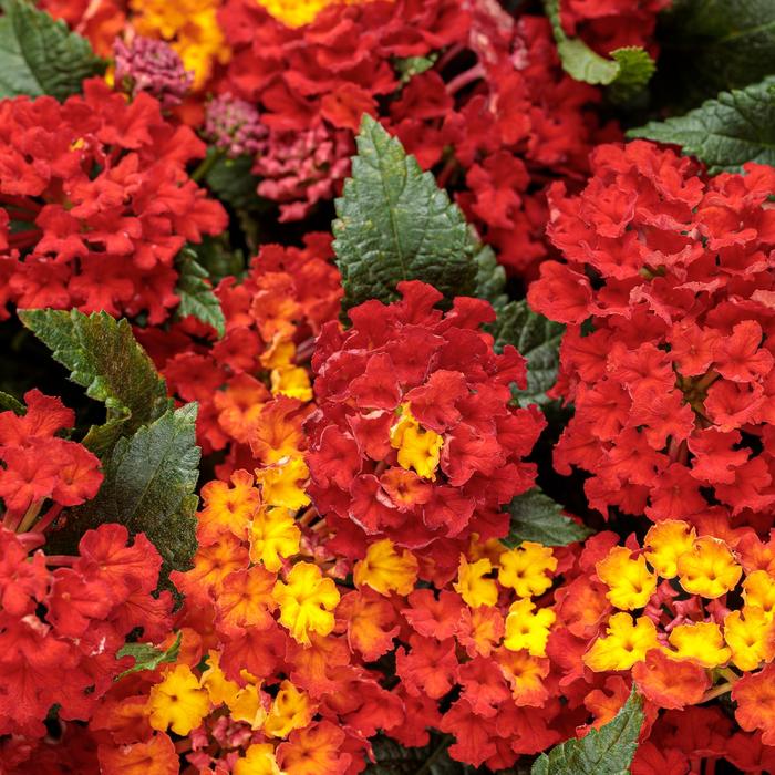 Luscious® 'Royale Red Zone™' - Lantana camara from Robinson Florists