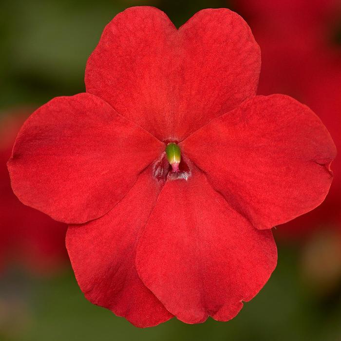 Imara™ 'XDR Red' - Impatiens walleriana from Robinson Florists