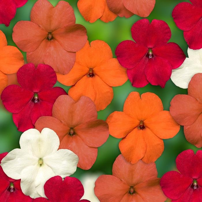 Imara™ 'XDR Hot! Mix' - Impatiens walleriana from Robinson Florists