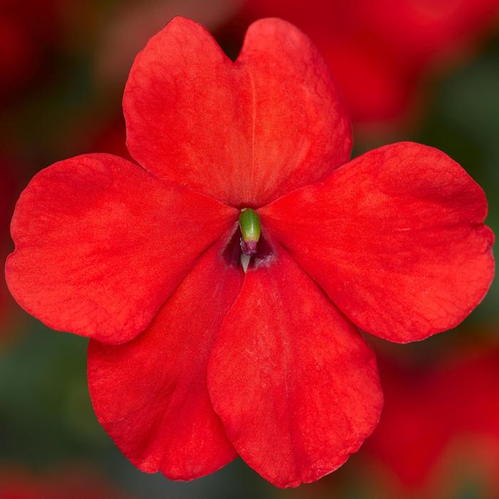 Imara™ 'XDR Orange Imp.' - Impatiens walleriana from Robinson Florists