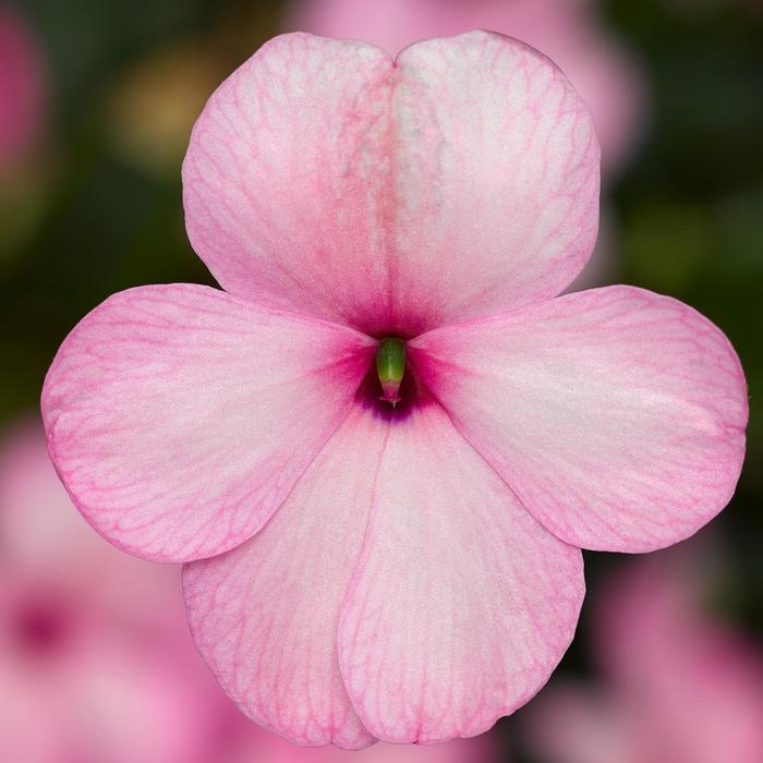 Imara™ 'XDR Pink' - Impatiens walleriana from Robinson Florists