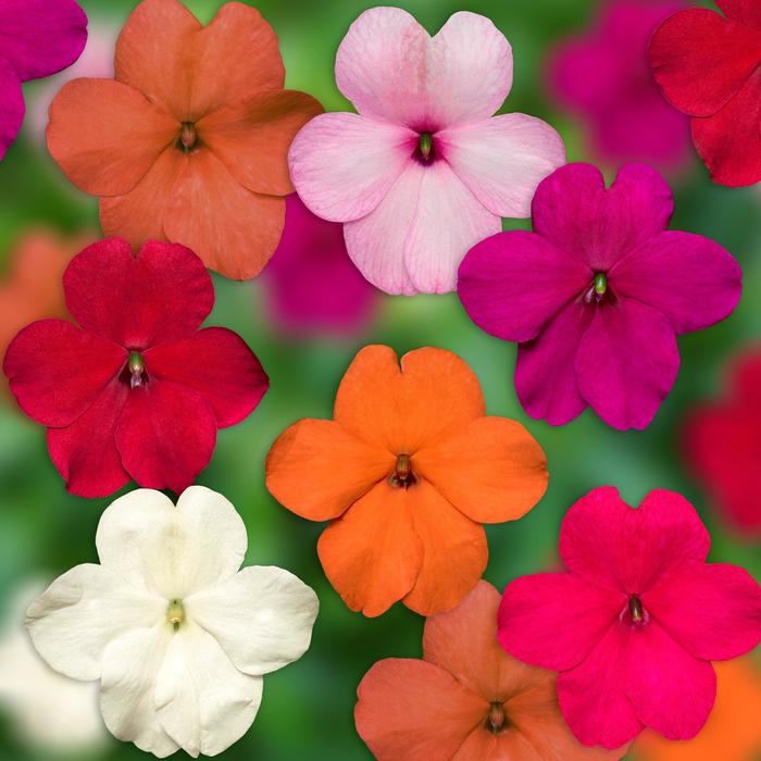 Imara™ 'XDR ProFormula Mix' - Impatiens walleriana from Robinson Florists