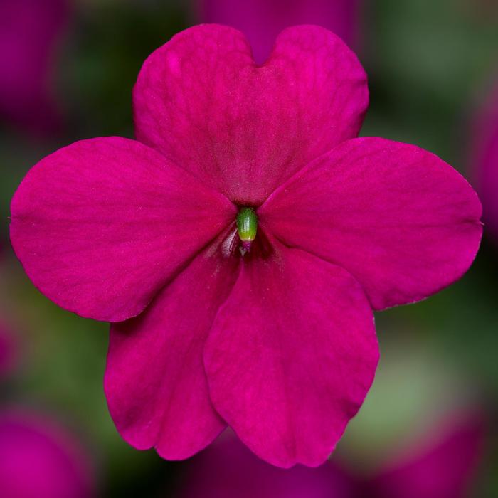 Imara™ 'XDR Purple Imp' - Impatiens walleriana from Robinson Florists