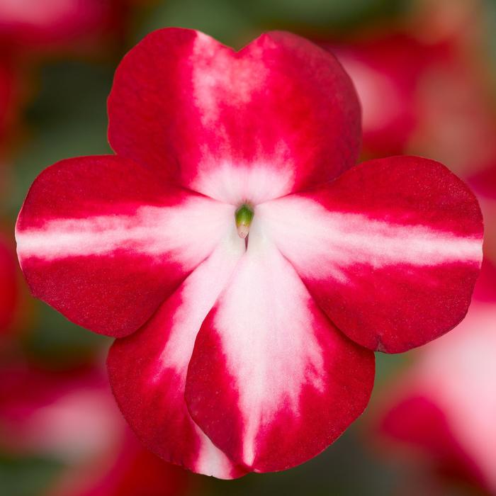 Imara™ 'XDR Red Star' - Impatiens walleriana from Robinson Florists