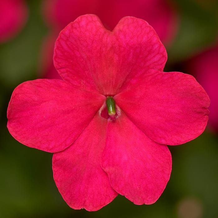 Imara™ 'XDR Rose' - Impatiens walleriana from Robinson Florists