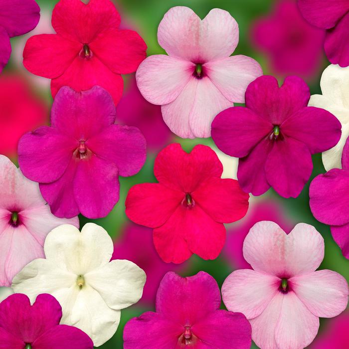 Imara™ 'XDR Rosy Mix' - Impatiens walleriana from Robinson Florists