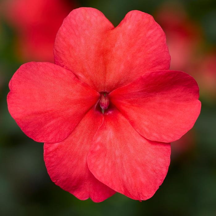 Imara™ 'XDR Salmon Shades' - Impatiens walleriana from Robinson Florists