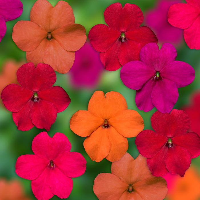 Imara™ 'XDR Tango Mix' - Impatiens walleriana from Robinson Florists