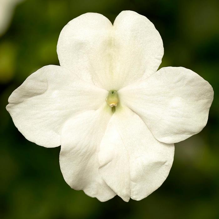 Imara™ 'XDR White' - Impatiens walleriana from Robinson Florists