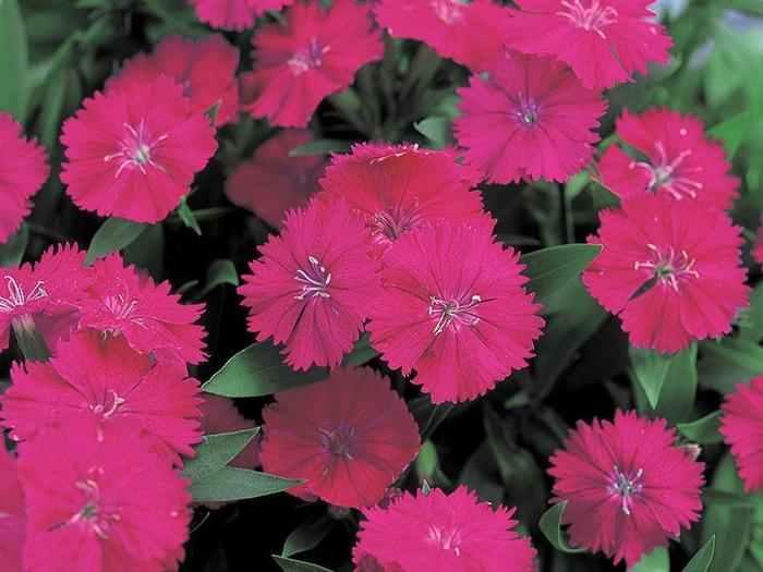 Pinks - Dianthus chinensis x barbatus from Robinson Florists