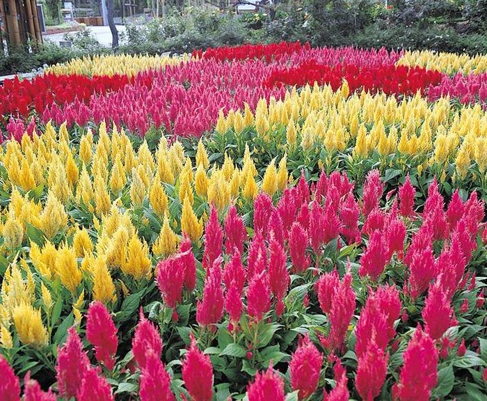 'Castle series' Cockscomb - Celosia argentea from Robinson Florists