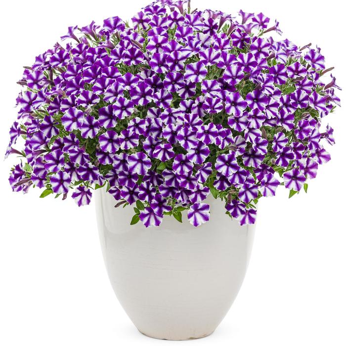 Supertunia® Mini Vista™ 'Violet Star' - Petunia from Robinson Florists