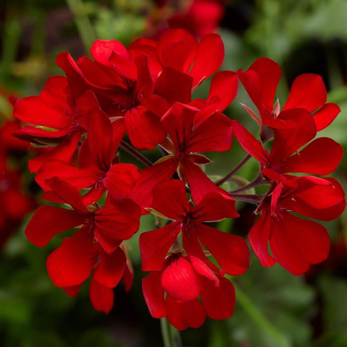 'Cascade Dark Red' Ivy Geranium - Pelargonium peltatum from Robinson Florists