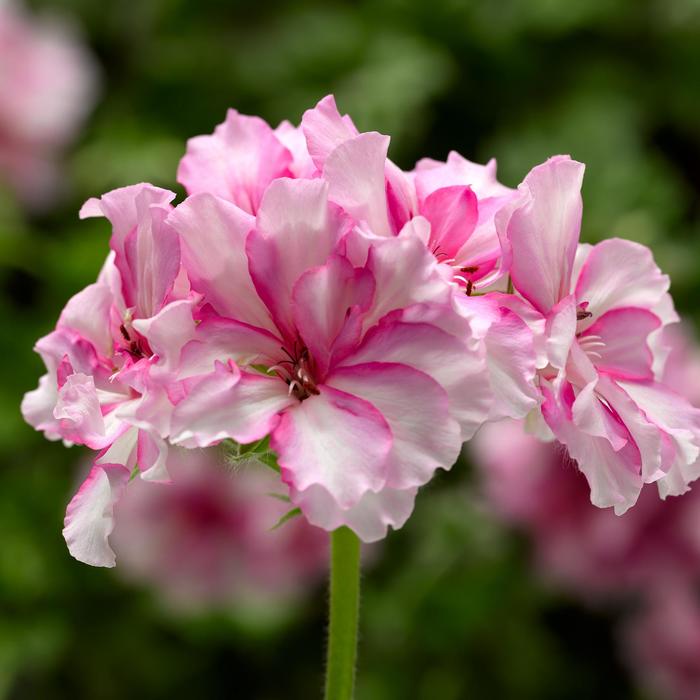 Ivy League™ 'Cherry Blossom' - Pelargonium peltatum (Ivy Geranium) from Robinson Florists