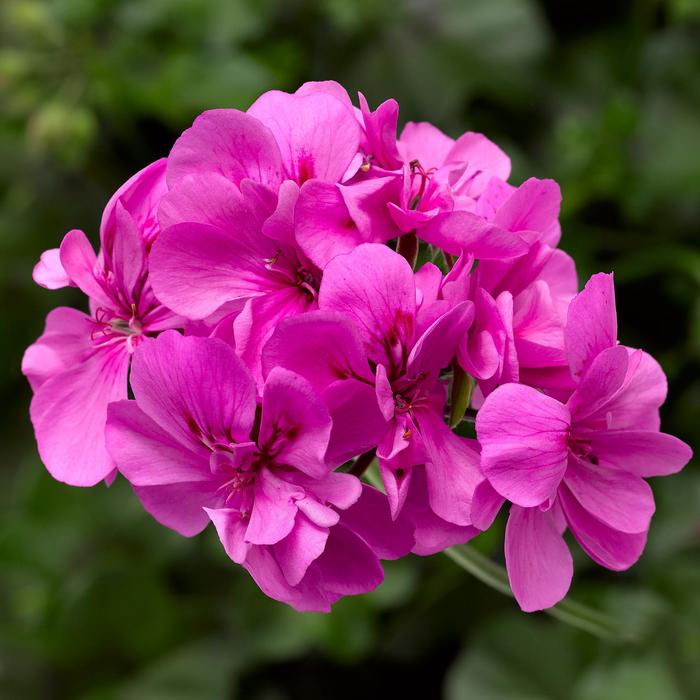 Ivy League™ 'Orchid' - Pelargonium peltatum (Ivy Geranium) from Robinson Florists