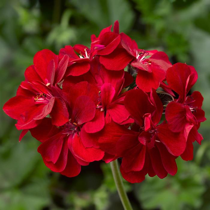 Ivy League™ 'Red' - Pelargonium peltatum (Ivy Geranium) from Robinson Florists