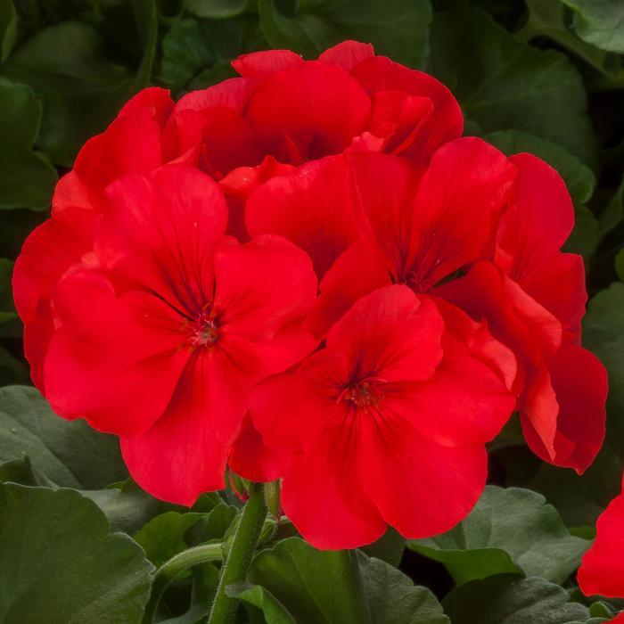 Calliope® Large 'Orange Splash' - Pelargonium (Interspecific Geranium) from Robinson Florists