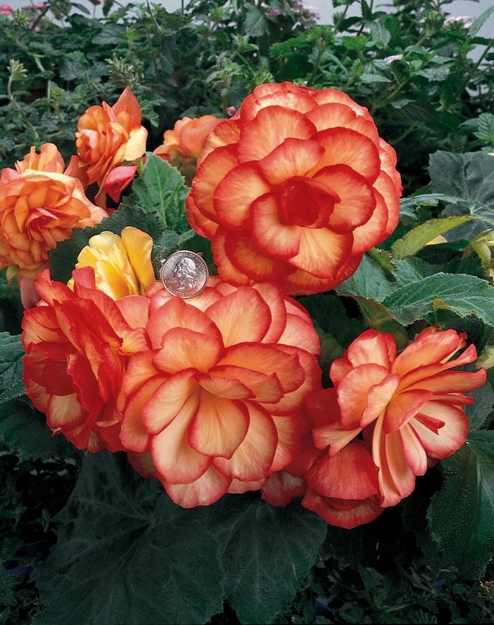 Nonstop® 'Sunset' - Begonia x tuberhybrida (Tuberous Begonia) from Robinson Florists