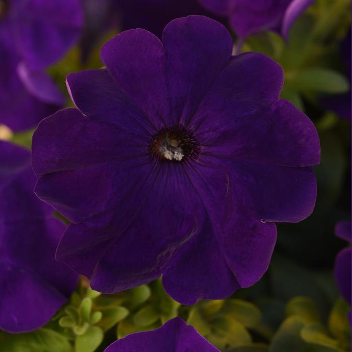 Madness® 'Midnight' - Petunia from Robinson Florists