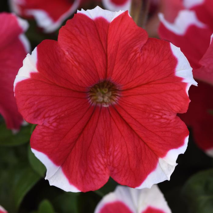 Madness® 'Red Picotee' - Petunia from Robinson Florists